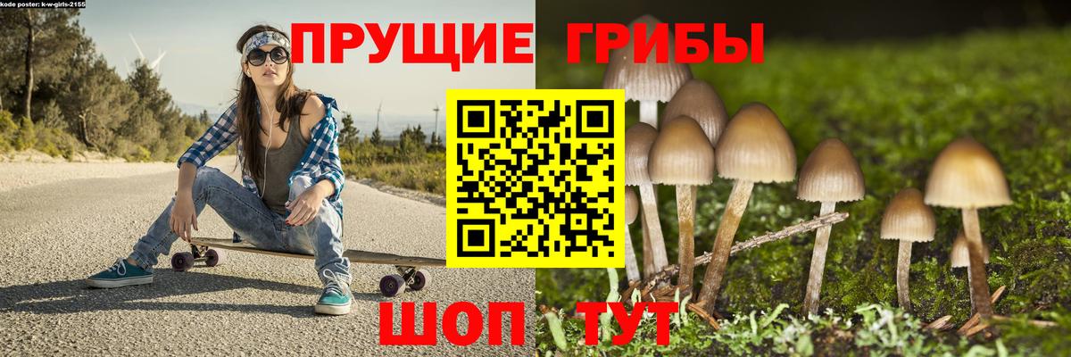 Псилоцибиновые грибы Psilocybine cubensis Губкинский